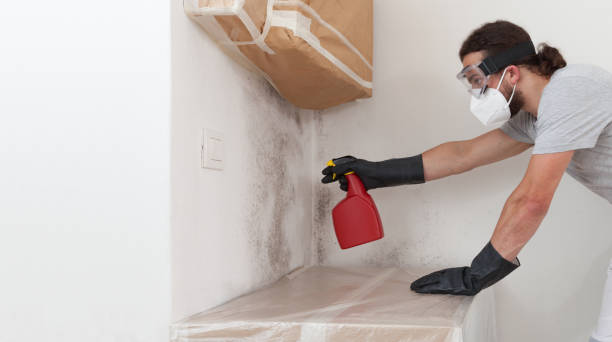 Professional Basement Mold Removal technician working in Spring Mills, PA
